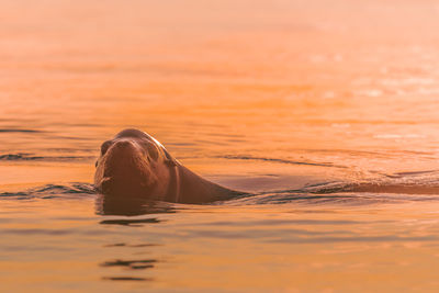 Turtle swimming in sea during sunset