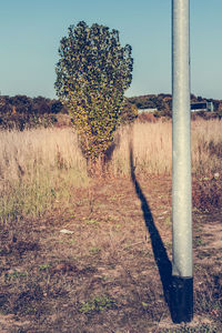 Trees growing on field