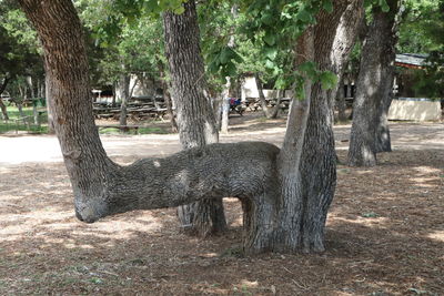 Cat on tree trunk