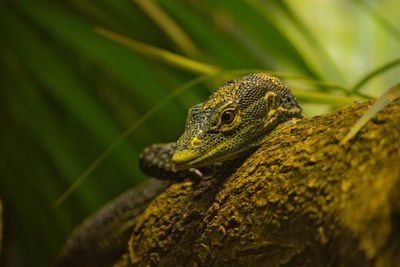 Close up of a lizard on a log at the san diego zoo.