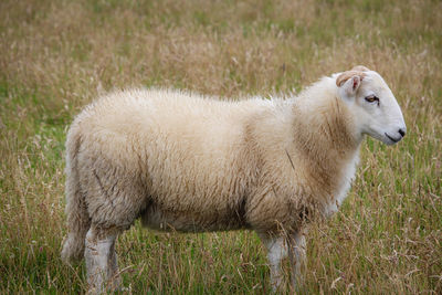 Sheep in a field