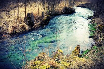 Scenic view of river flowing through forest