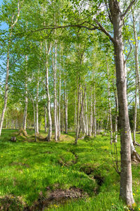 Trees in forest