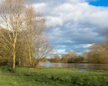 Bare trees on field against sky