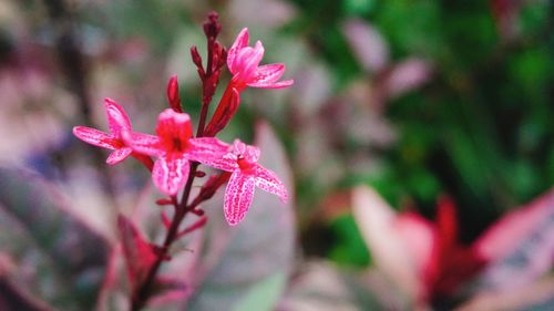 Close-up of pink flowering plant