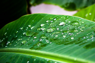 Close-up of wet grass