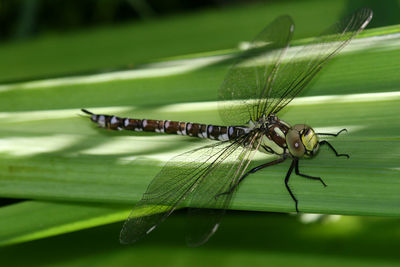 Close-up of dragonfly on leaf