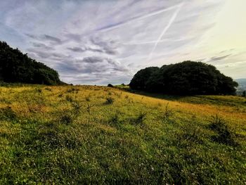 Scenic view of field against sky