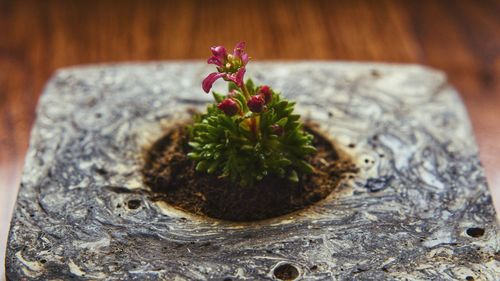 Close-up of potted plant on table