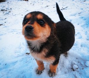 Portrait of dog on snow covered field