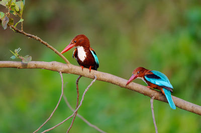  white throated kingfisher halcyon smyrnensis perching on a branch at chitwan nationalpark, nepal