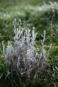 Close-up of wildflowers