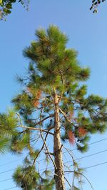 Low angle view of trees against clear sky
