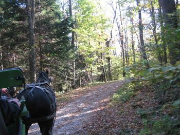 Rear view of people walking on road in forest
