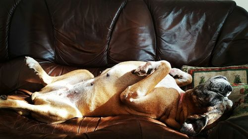 Boxer lying on leather sofa at home
