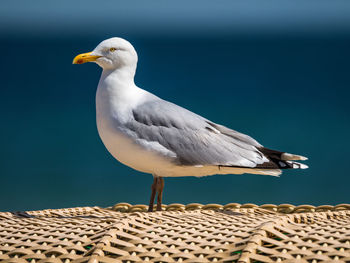 Seagull perching on white background