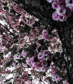 Low angle view of pink flowers blooming on tree