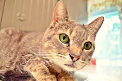 Close-up portrait of cat