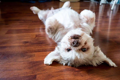 Portrait of white dog