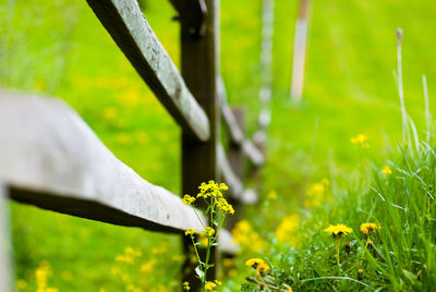 Close-up of white flowers in field