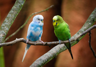 Close-up of parrot perching on branch