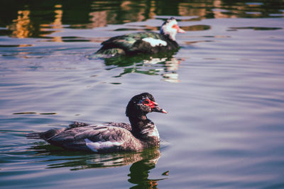 Duck swimming in lake