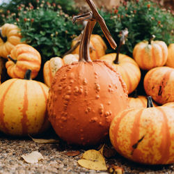 Close-up of pumpkins