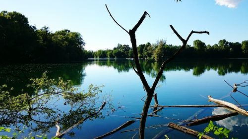 Reflection of trees in water