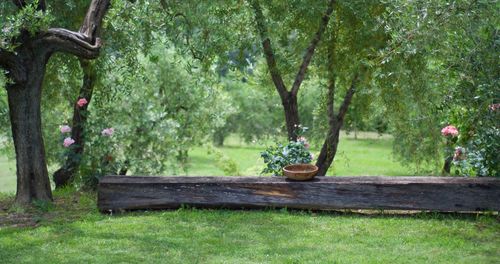 Bench in park