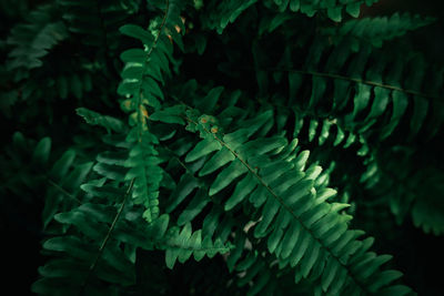 Close-up of fern leaves