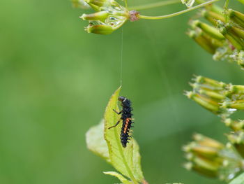 Close-up of insect on flower