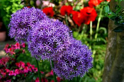 Close-up of purple flowering plant