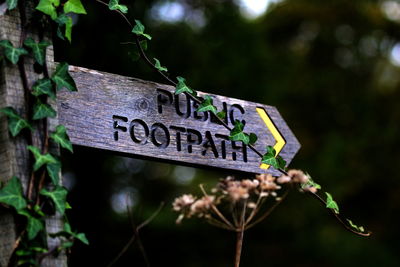 Close-up of information sign hanging on tree