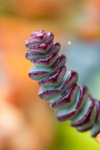 Close-up of leaf against blurred background