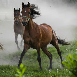 Horse standing on field against sky