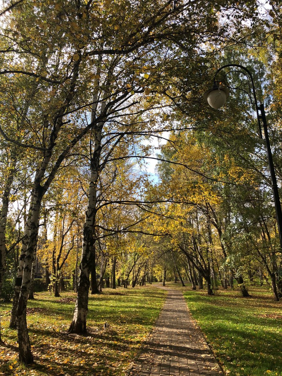 FOOTPATH AMIDST TREES IN AUTUMN