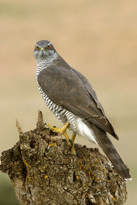 Close-up of bird perching on a tree