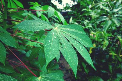 Close-up of wet plant leaves during rainy season