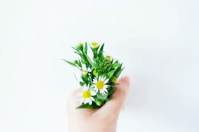 Cropped image of hand holding bunch of daisies against white background