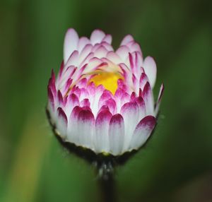 Close-up of pink rose flower