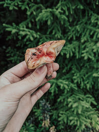 Cropped image of person holding leaf
