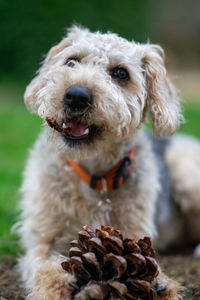 Close-up portrait of dog