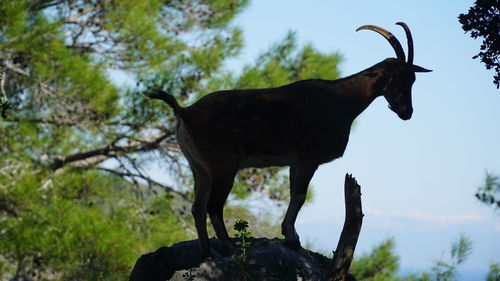 Horse standing in a forest