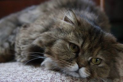 Close-up of a cat looking away