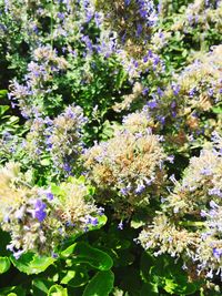 Close-up of flowers