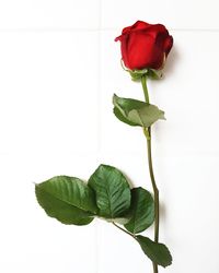 Close-up of flower plant against white wall