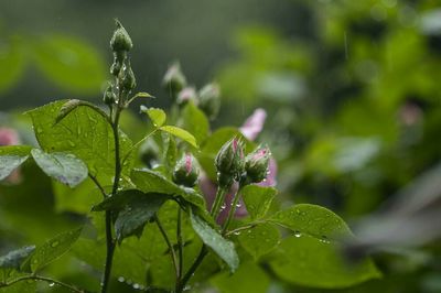 Close-up of plant