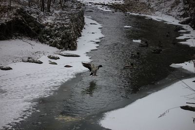 Dog in water