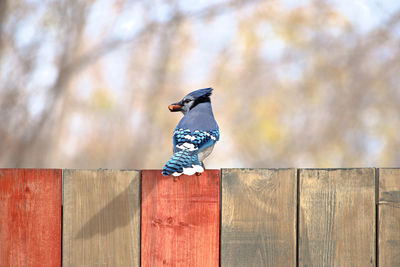 Bird perching on retaining wall