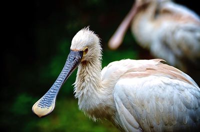 Close-up of pelican